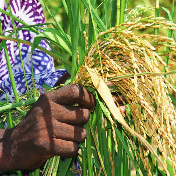 Bénin: comment renforcer la compétitivité du riz local face à l’importation?